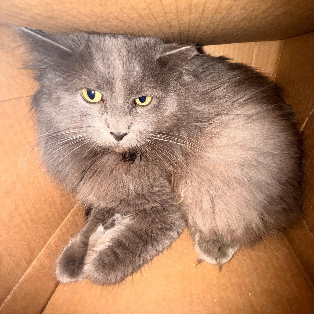 Enlarge Meredith, a Adoptable Domestic Long Hair in Saint Charles, MO image 1/5