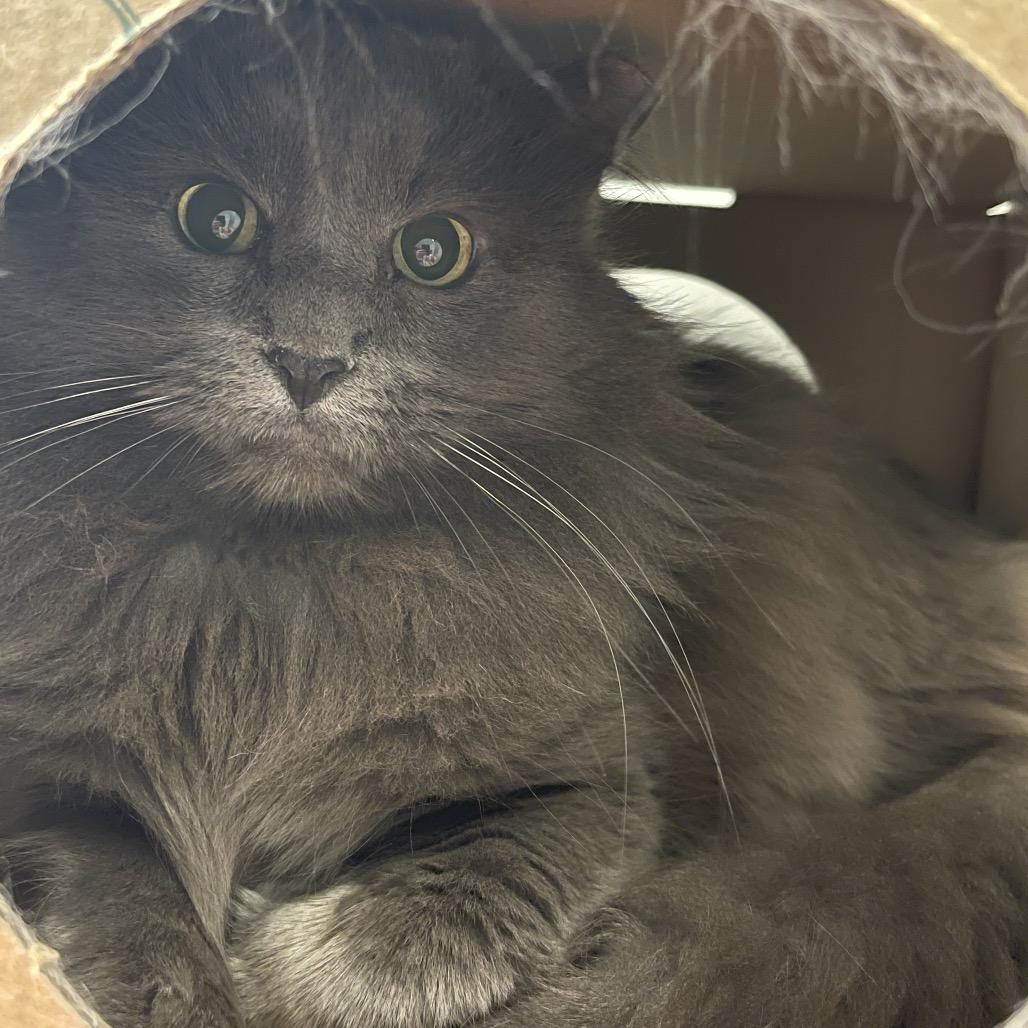 Enlarge Meredith, a Adoptable Domestic Long Hair in Saint Charles, MO image 3/5