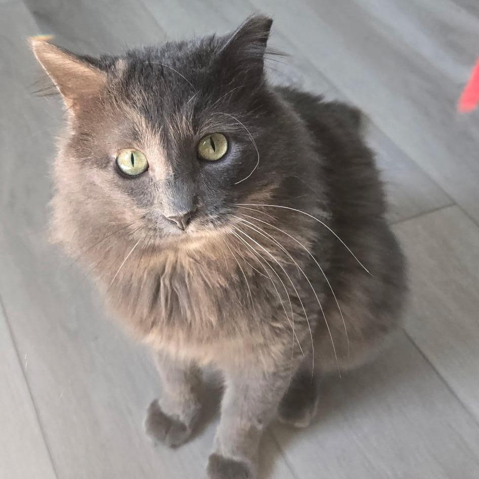 Enlarge Meredith, a Adoptable Domestic Long Hair in Saint Charles, MO image 4/5