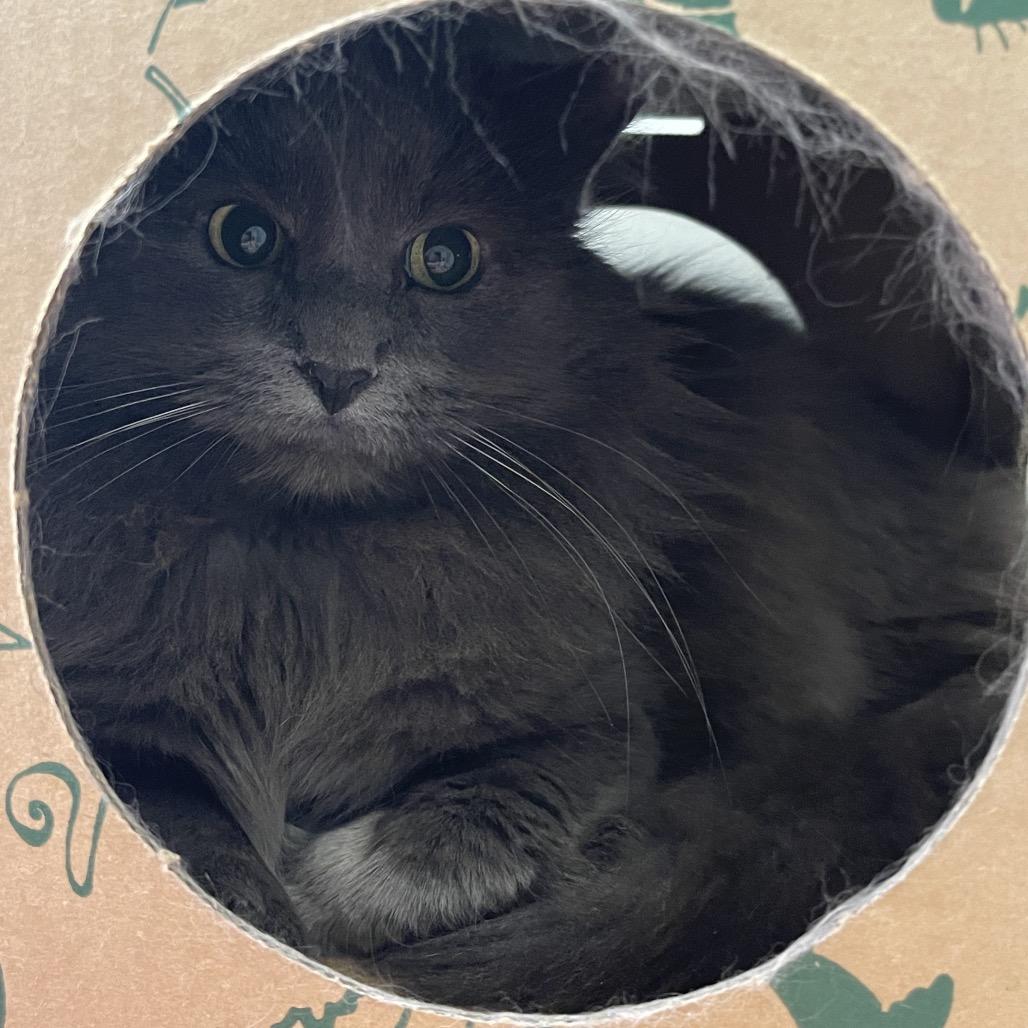 Enlarge Meredith, a Adoptable Domestic Long Hair in Saint Charles, MO image 5/5