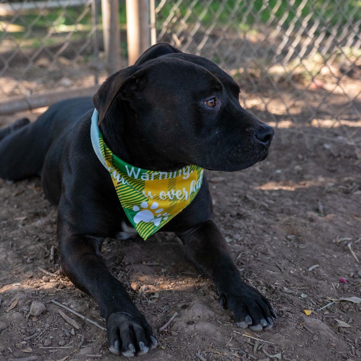 Dog for adoption Coal, an American Staffordshire Terrier Mix in Sugar