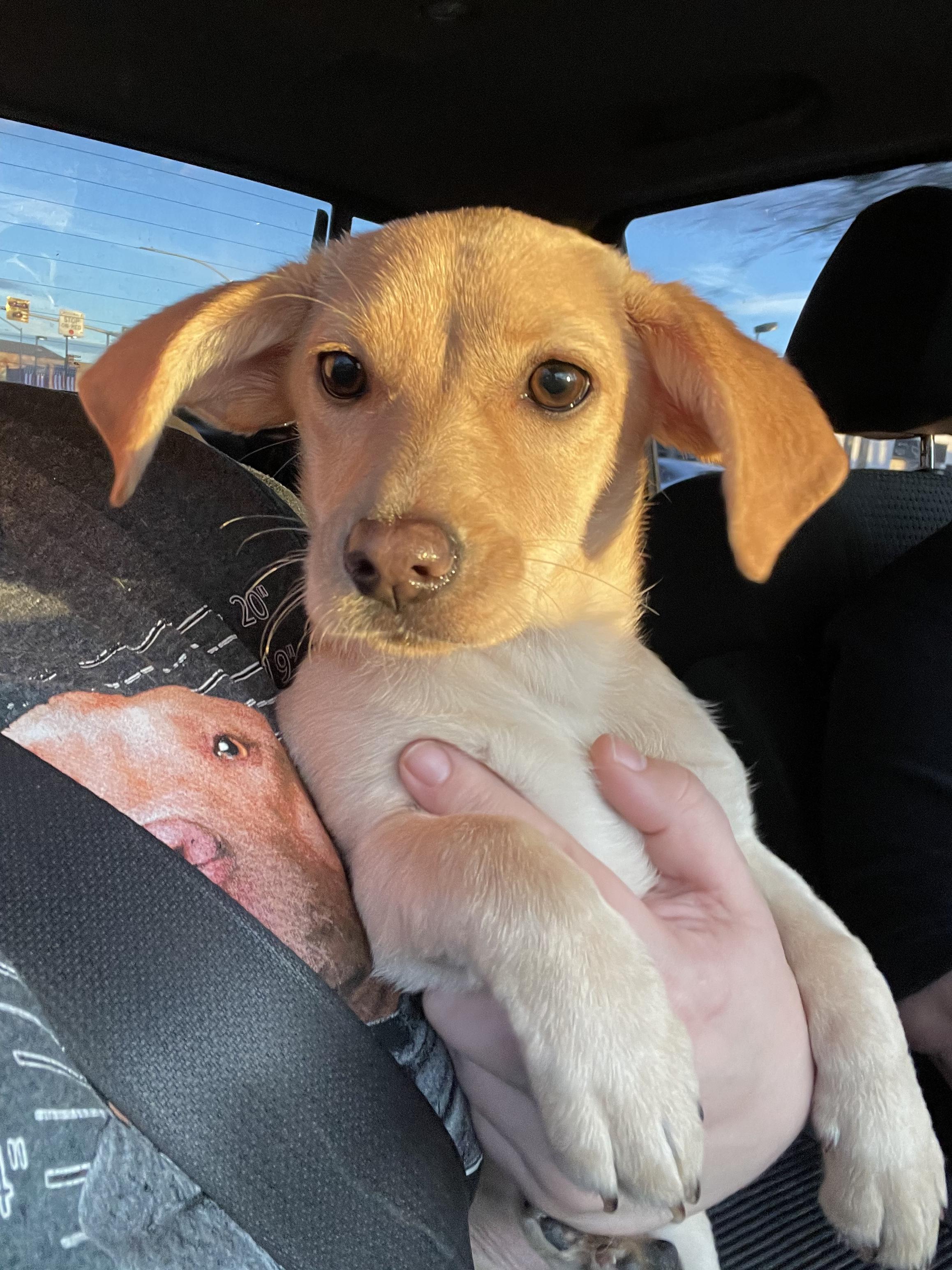 Enlarge Ella, a Adopted mixed breed in Tucson, AZ image 1/1