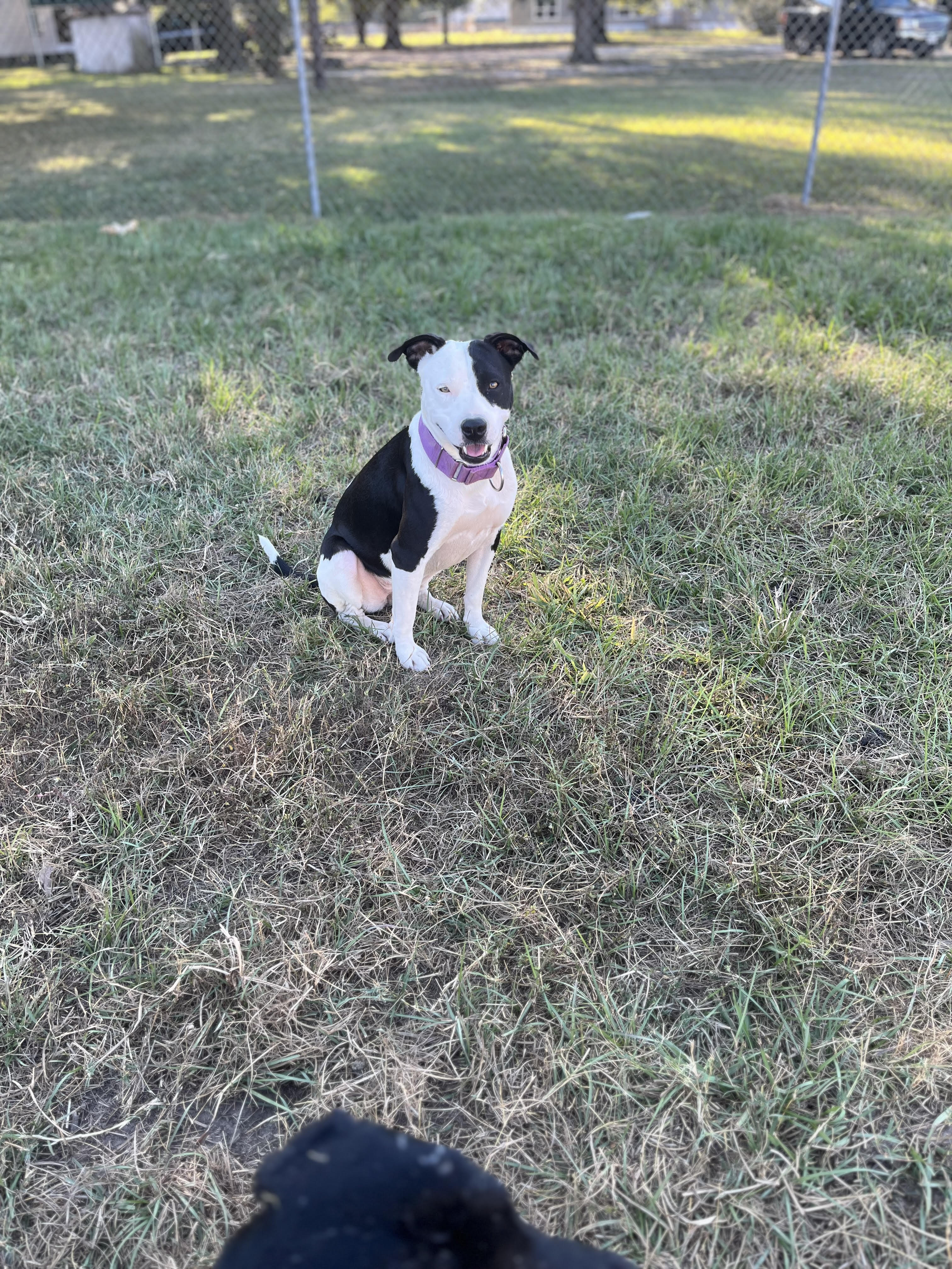 Enlarge Mary, a Adoptable mixed breed in Scottsville, KY image 5/5