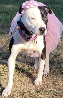 Mary, Adoptable, Young Female Staffordshire Bull Terrier.