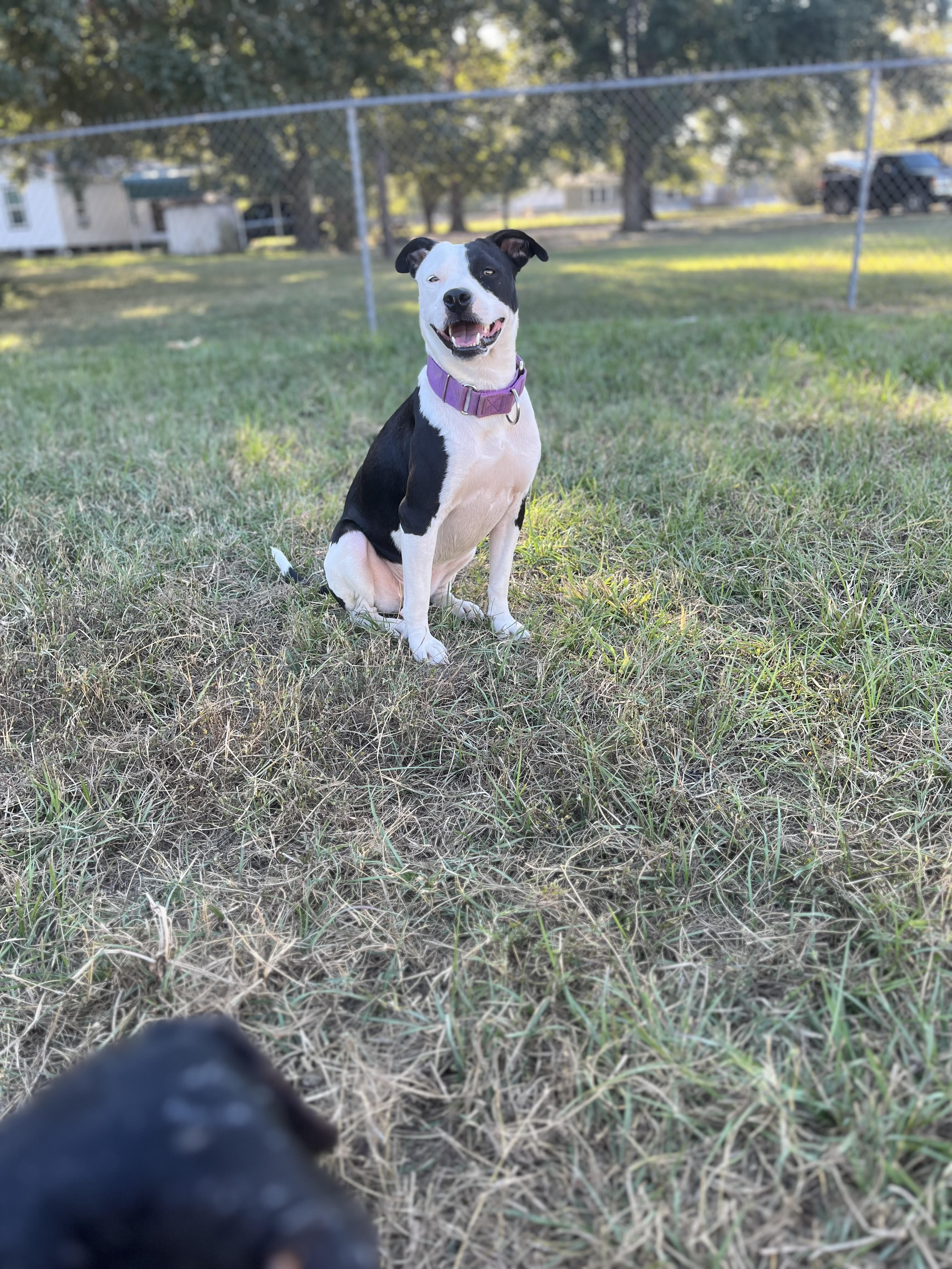 Enlarge Mary, a Adoptable mixed breed in Scottsville, KY image 2/5