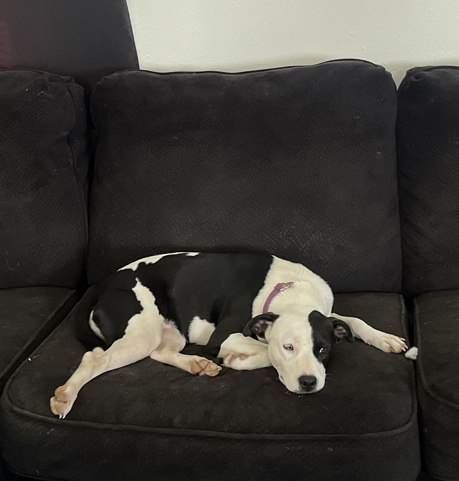 Enlarge Mary, a Adoptable mixed breed in Scottsville, KY image 3/5