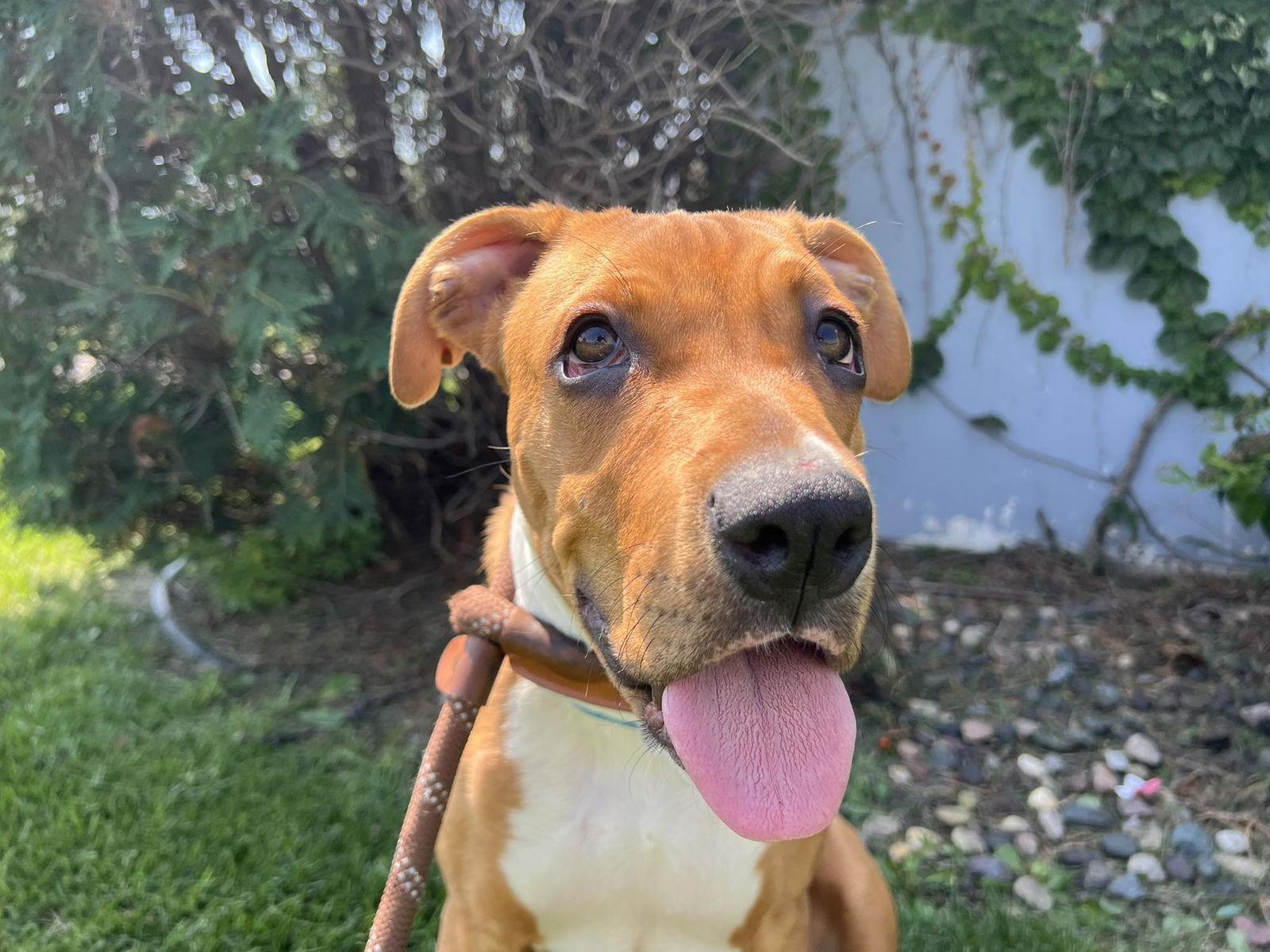 Enlarge Jimmy, a Adoptable Boxer in Minneapolis, MN image 1/3