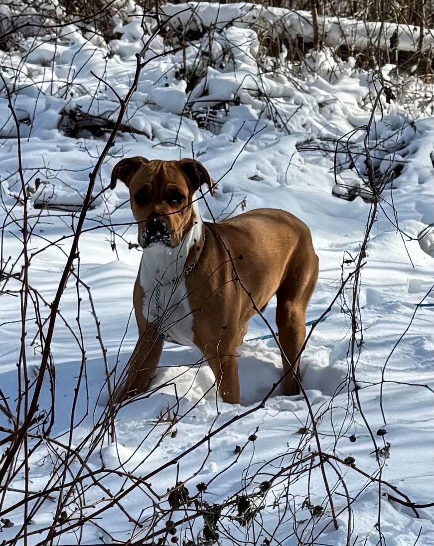 Enlarge Jimmy, a Adoptable Boxer in Minneapolis, MN image 3/3