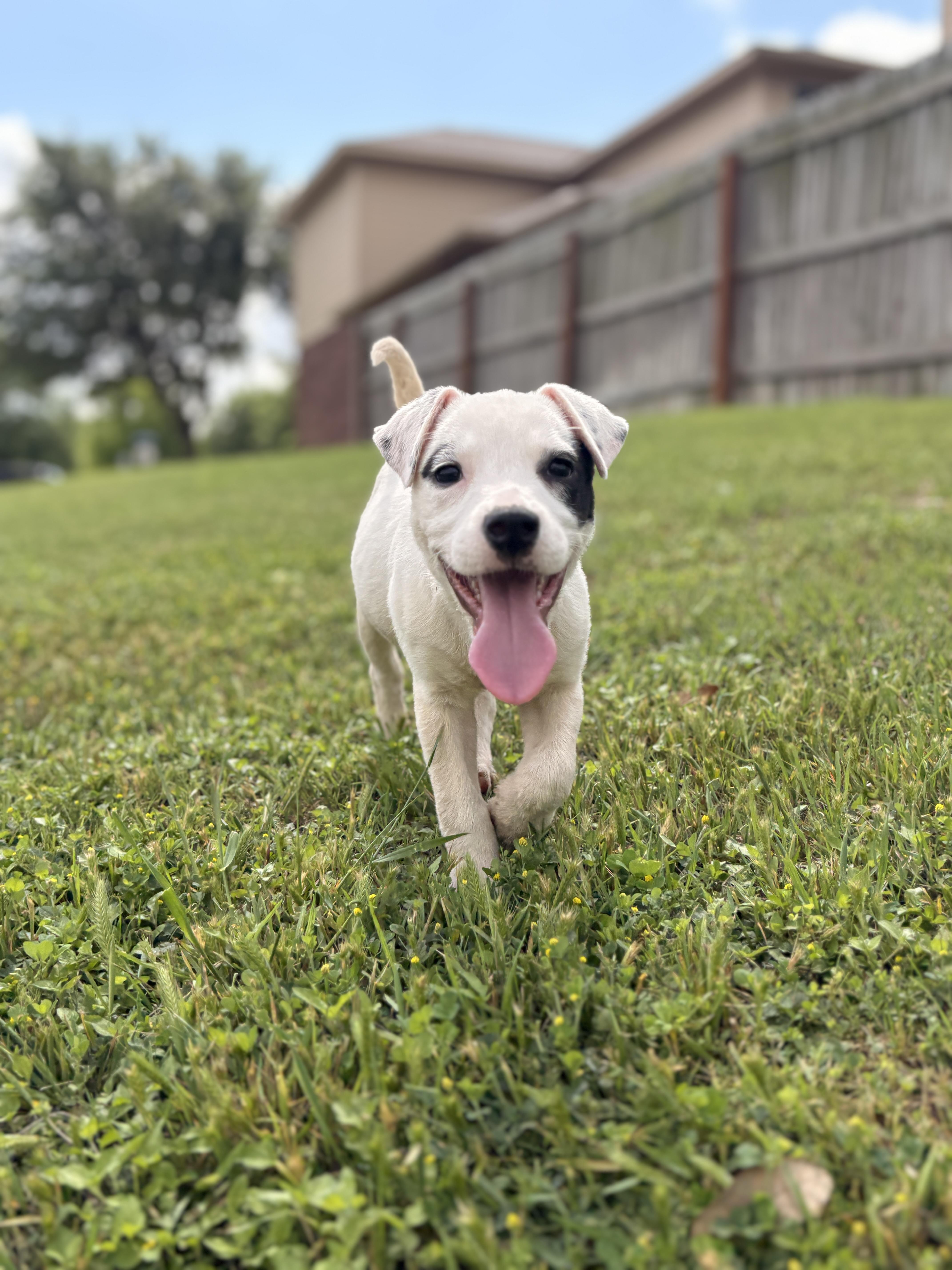 Enlarge Patch, an adopted Mixed Breed in Harrisonburg, VA image 1/6