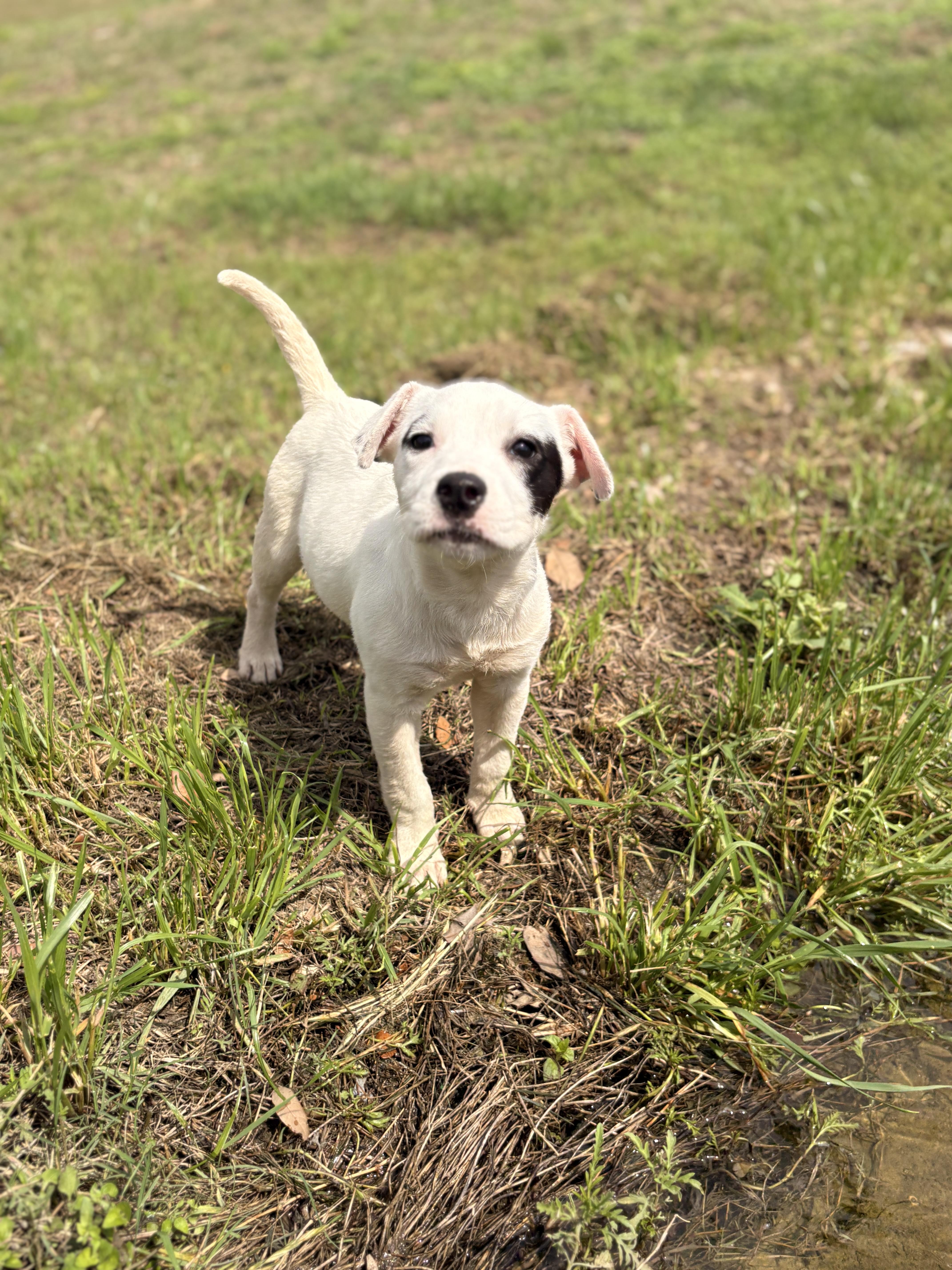 Enlarge Patch, an adopted Mixed Breed in Harrisonburg, VA image 4/6