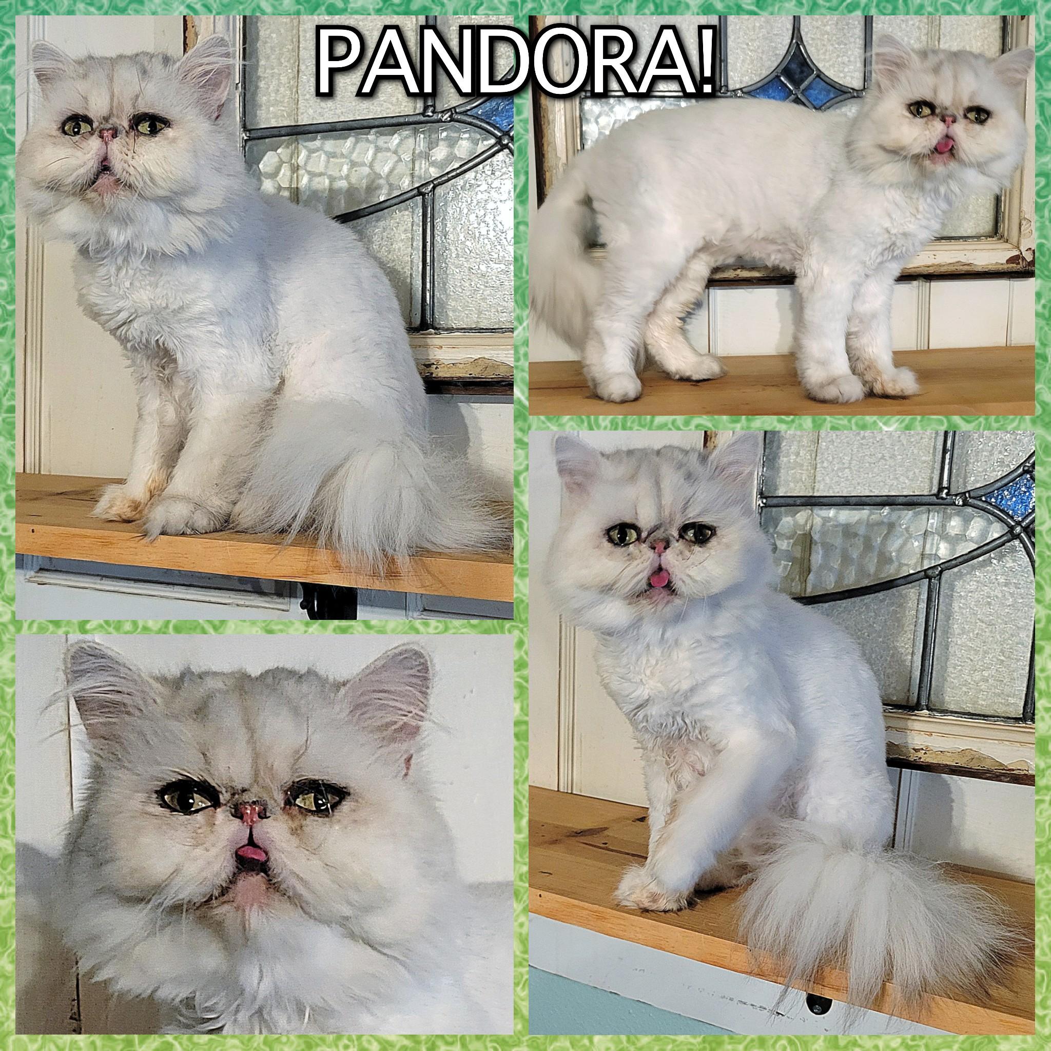 Pandora