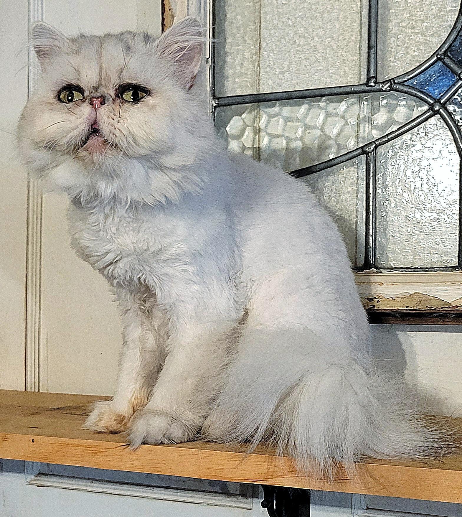 Pandora