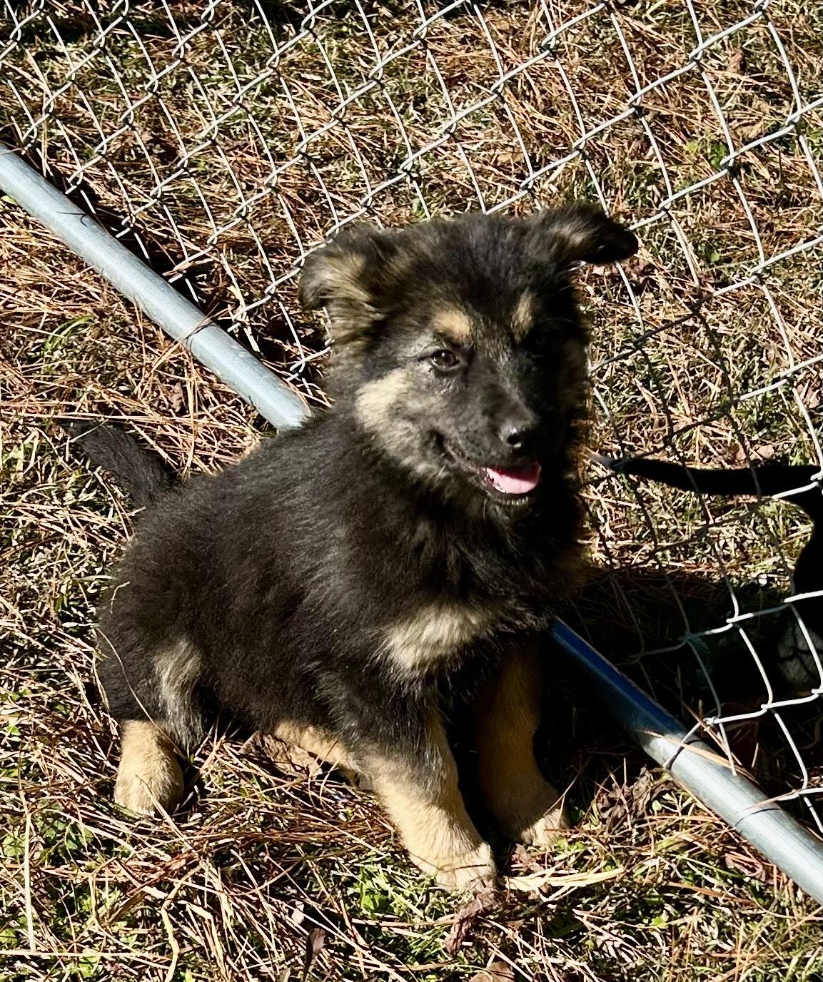 Naomi, adopted, Puppy Female German Shepherd Dog & Australian Shepherd.