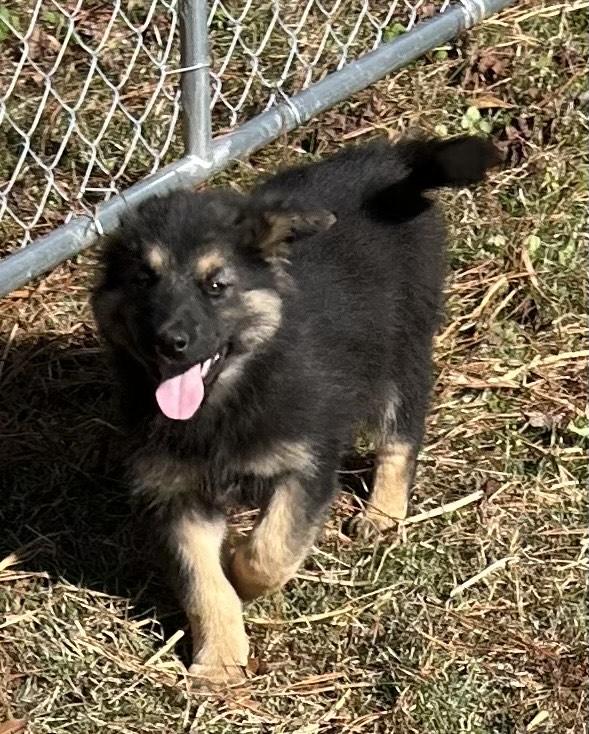 Naomi, an adopted mixed breed in Allentown, NJ image 2/5