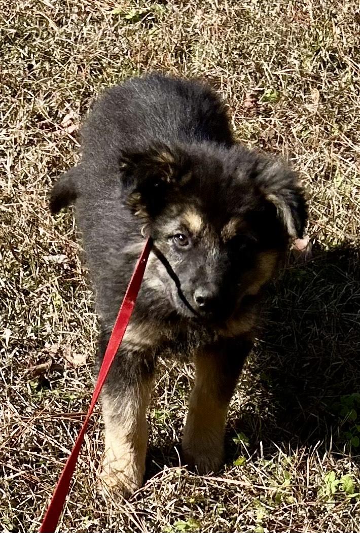 Naomi, an adopted mixed breed in Allentown, NJ image 3/5