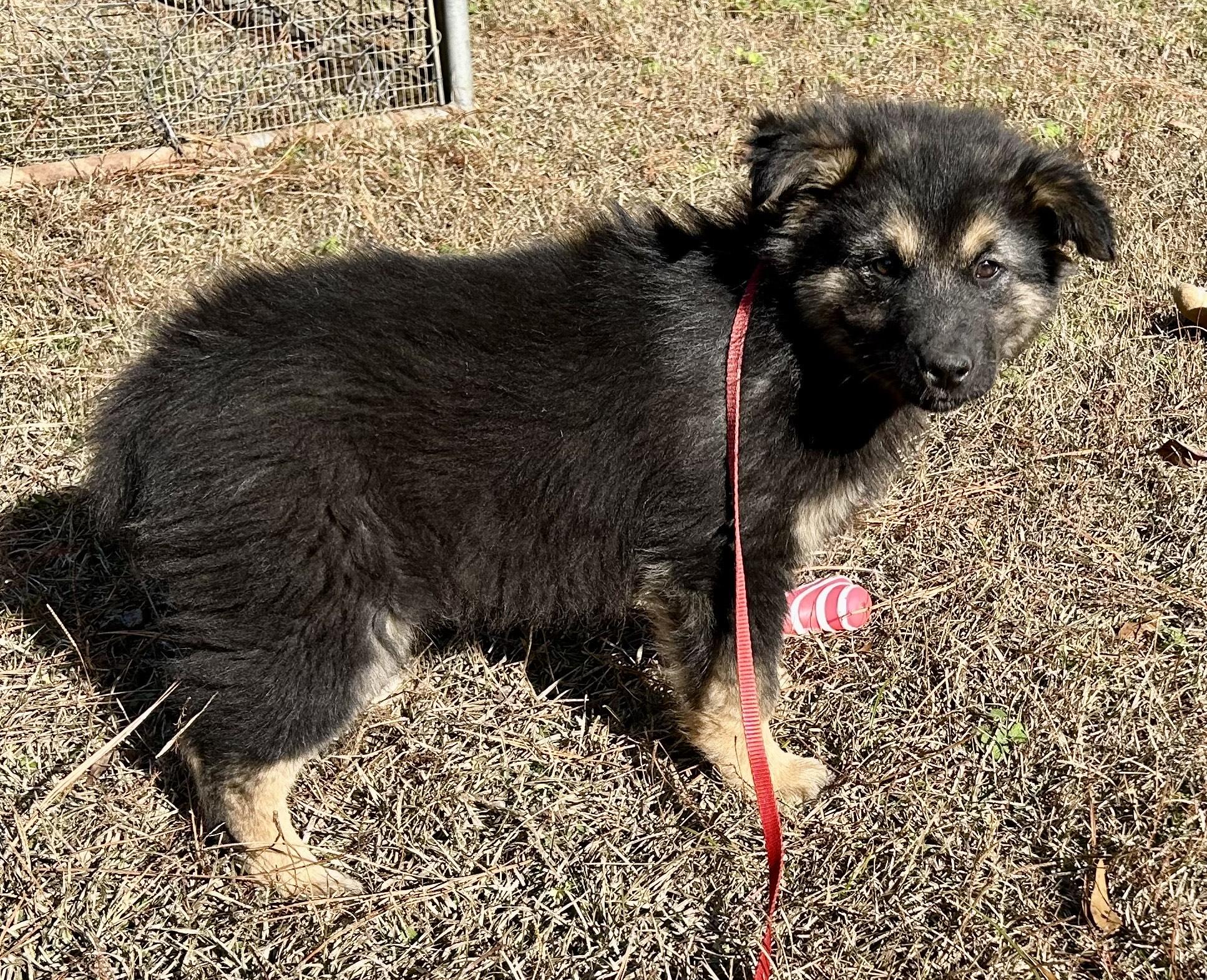 Naomi, an adopted mixed breed in Allentown, NJ image 4/5