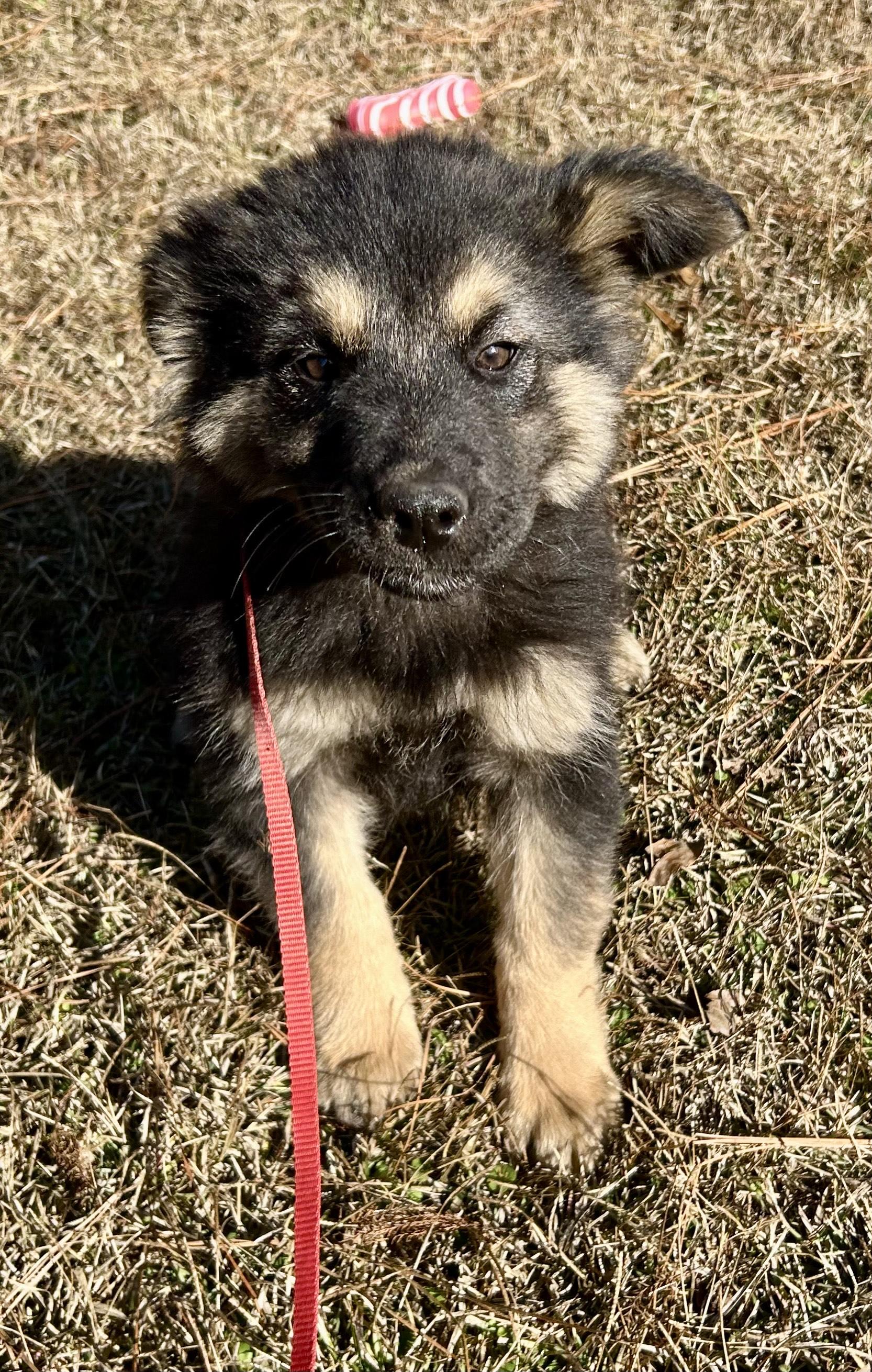 Naomi, an adopted mixed breed in Allentown, NJ image 5/5