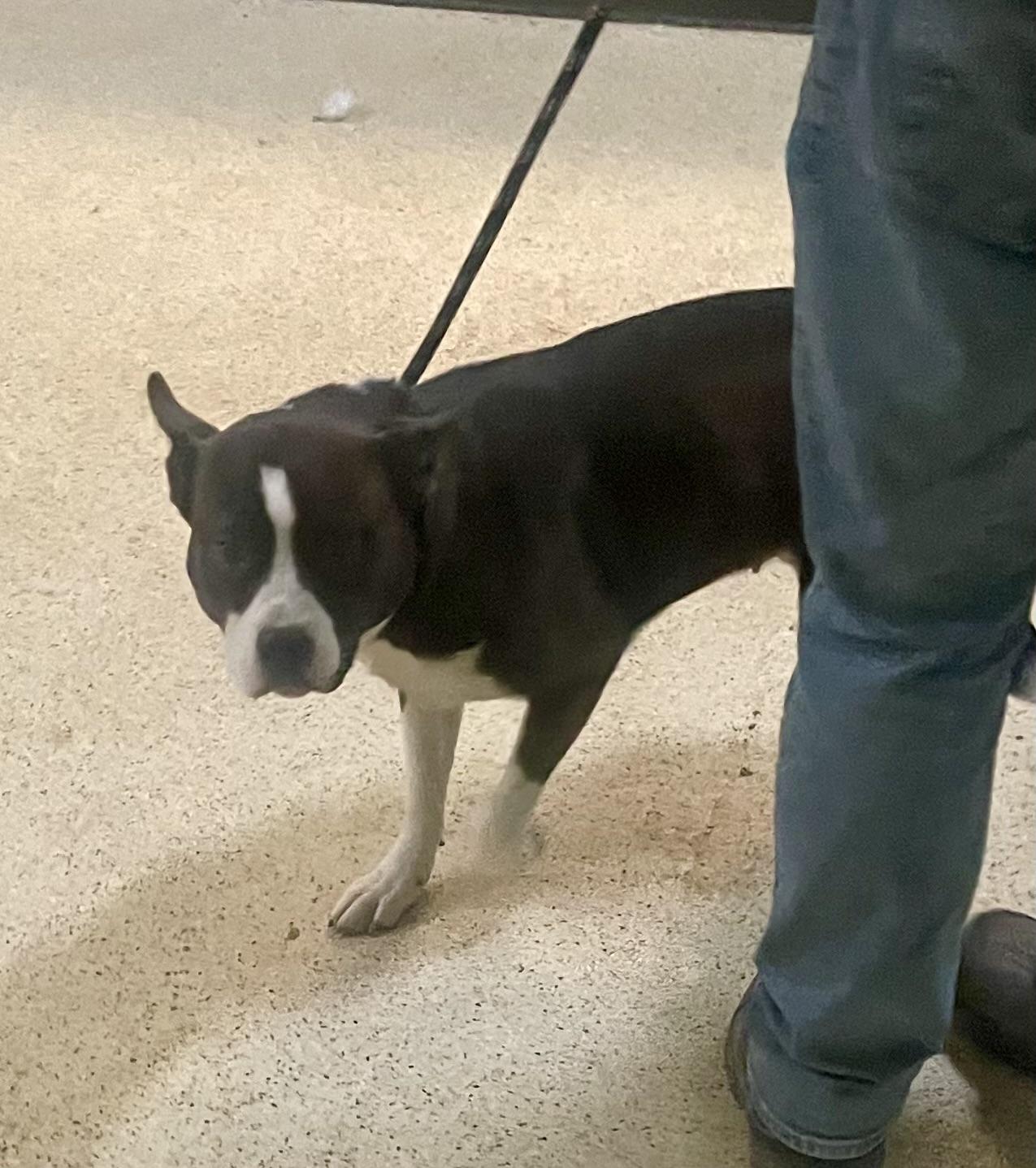 Enlarge Haze, a Adoptable mixed breed in Muncie, IN image 1/6