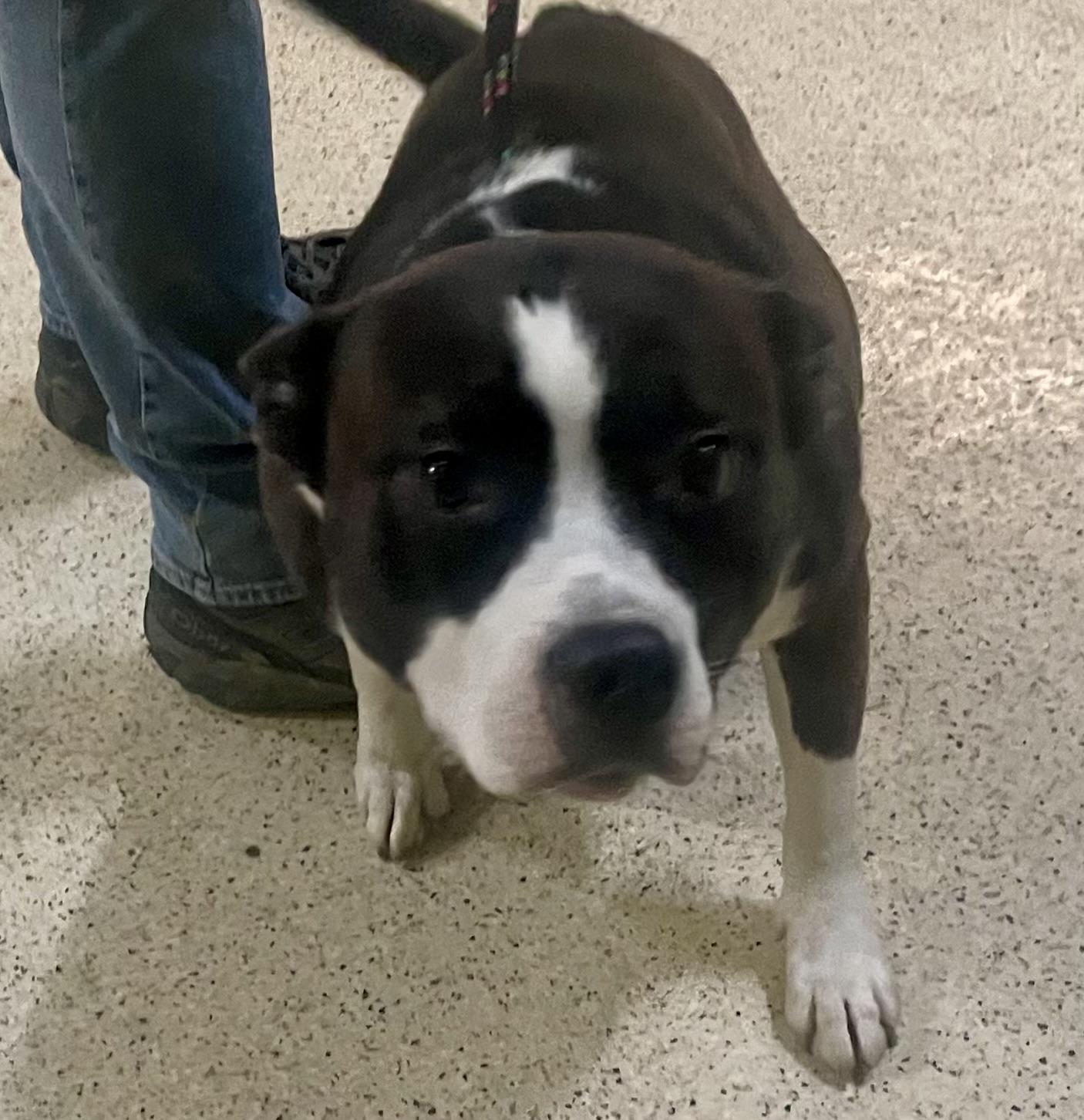 Enlarge Haze, a Adoptable mixed breed in Muncie, IN image 2/6