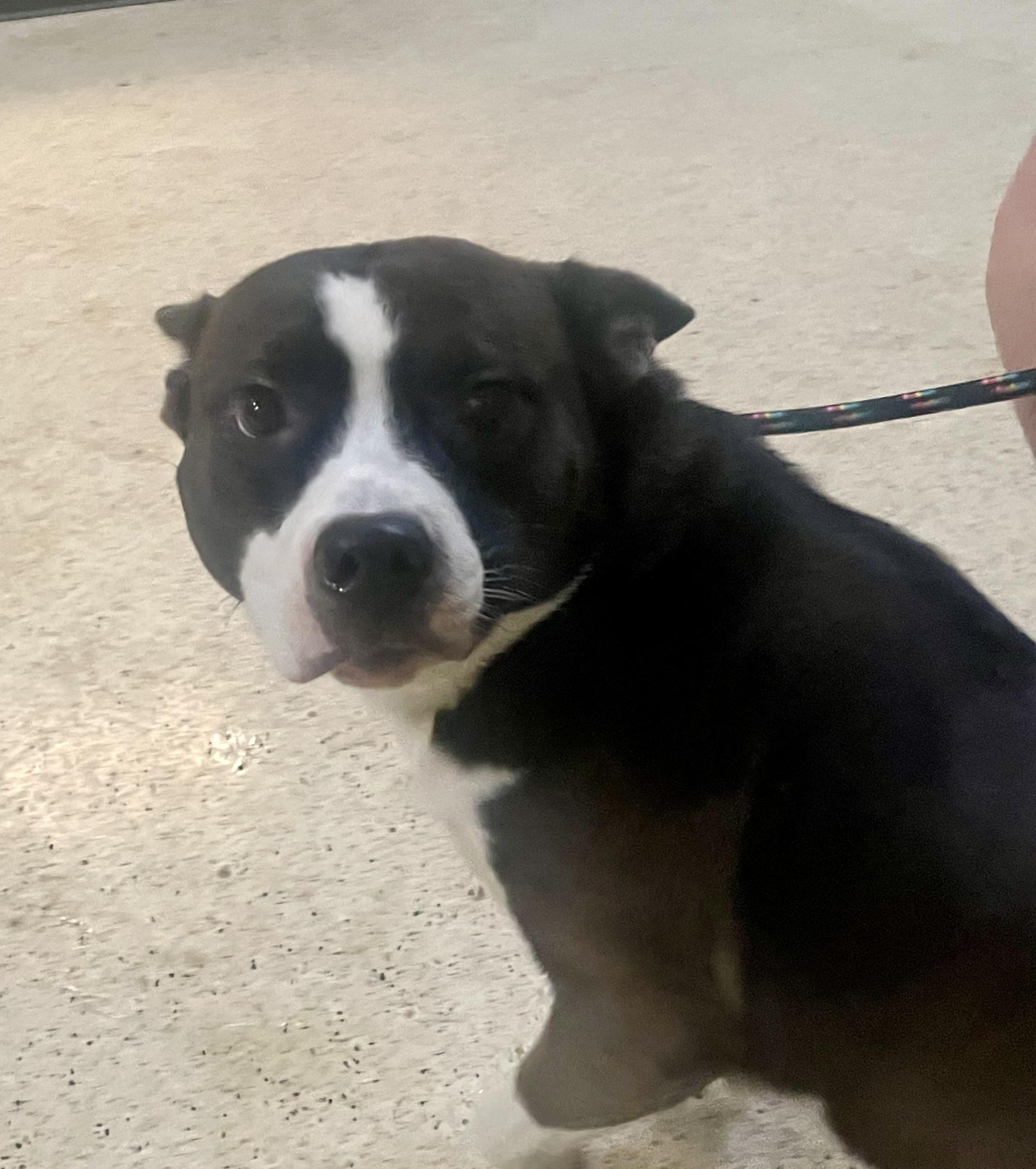 Enlarge Haze, a Adoptable mixed breed in Muncie, IN image 5/6