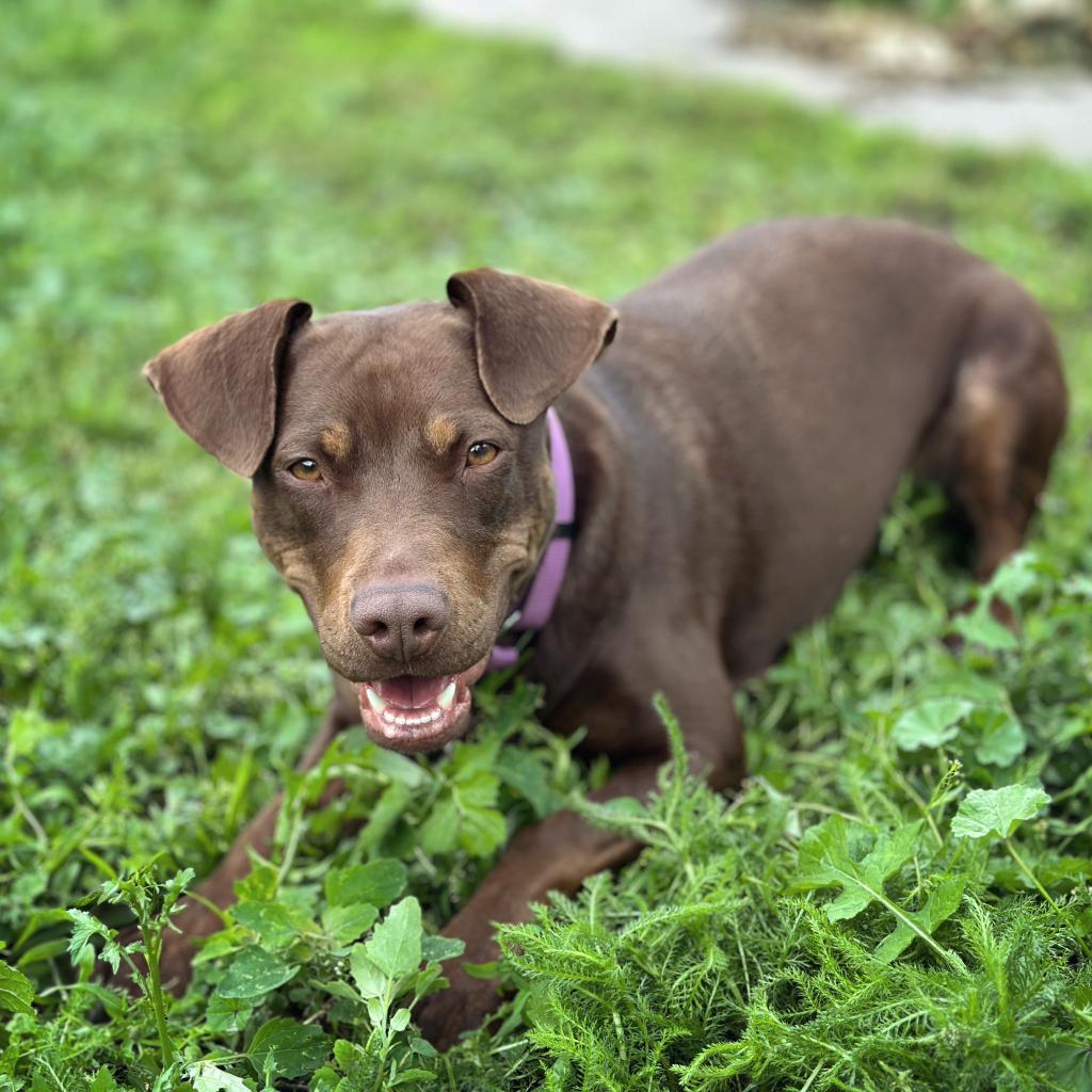 Rocket D14660 (Sponsored), Adoptable, Adult Female Pit Bull Terrier.