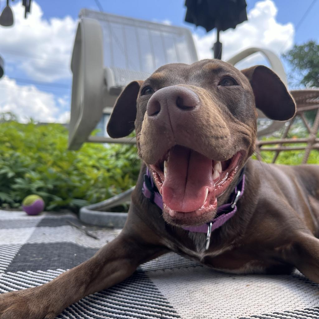 Rocket D14660 (Sponsored), Adoptable, Adult Female Pit Bull Terrier.