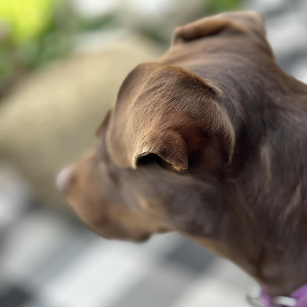 Enlarge Rocket D14660 (Sponsored), a Adoptable Pit Bull Terrier in Minnetonka, MN image 2/6