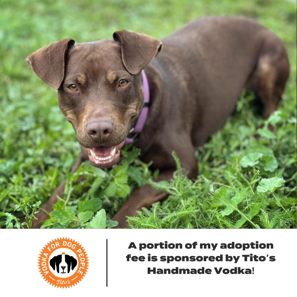 Enlarge Rocket D14660 (Sponsored), a Adoptable Pit Bull Terrier in Minnetonka, MN image 3/6