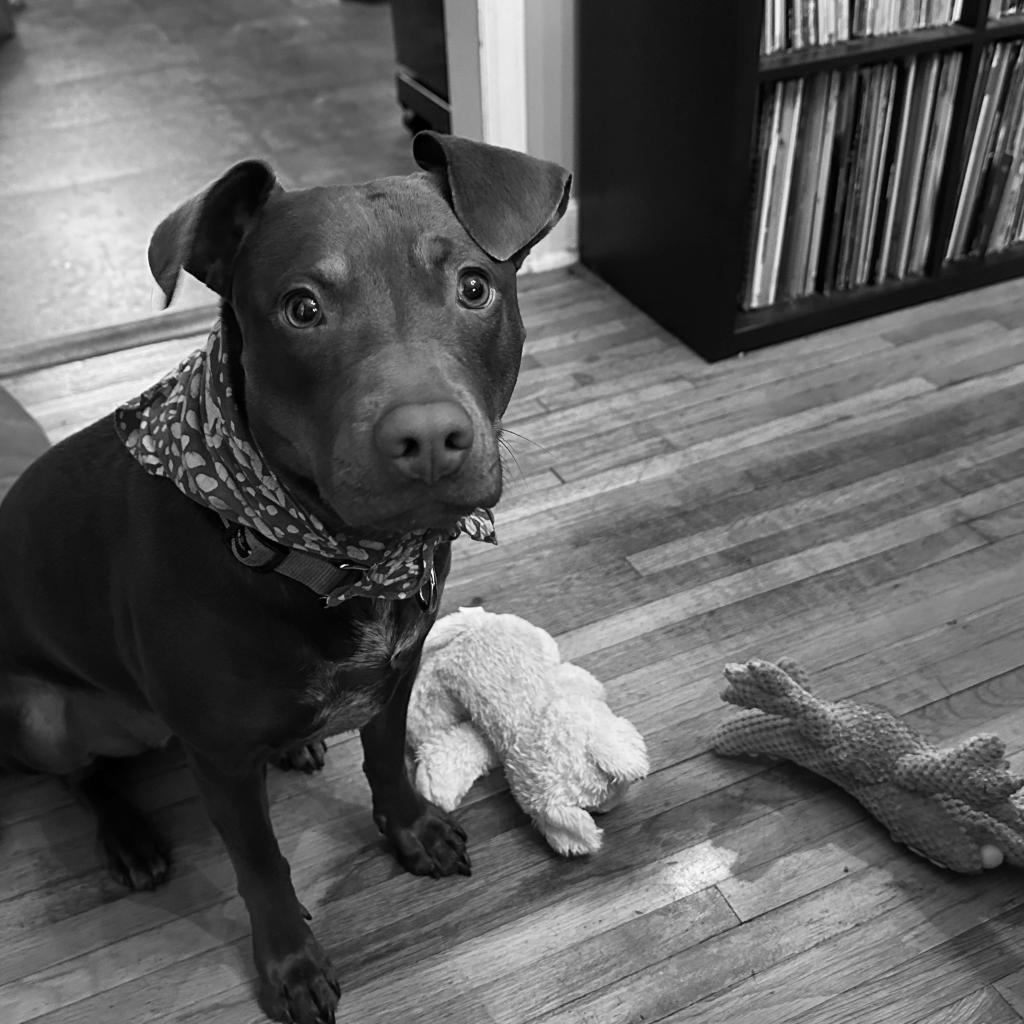 Enlarge Rocket D14660 (Sponsored), a Adoptable Pit Bull Terrier in Minnetonka, MN image 5/6