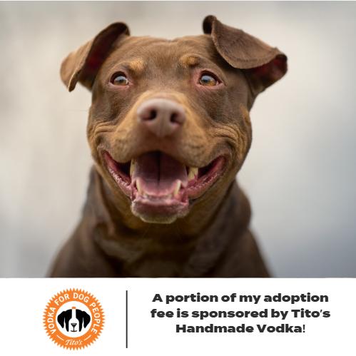 Enlarge Rocket D14660 (Sponsored), a Adoptable Pit Bull Terrier in Minnetonka, MN image 4/6
