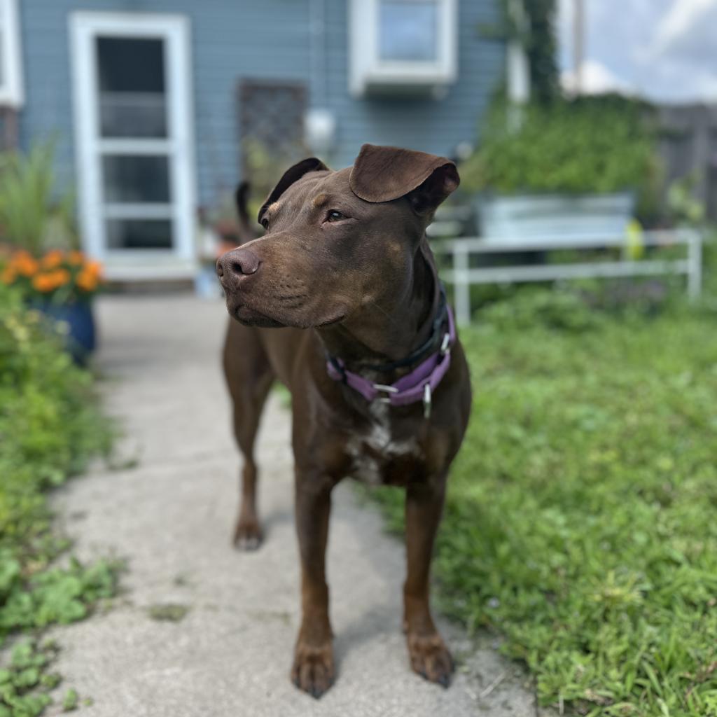 Enlarge Rocket D14660 (Sponsored), a Adoptable Pit Bull Terrier in Minnetonka, MN image 6/6