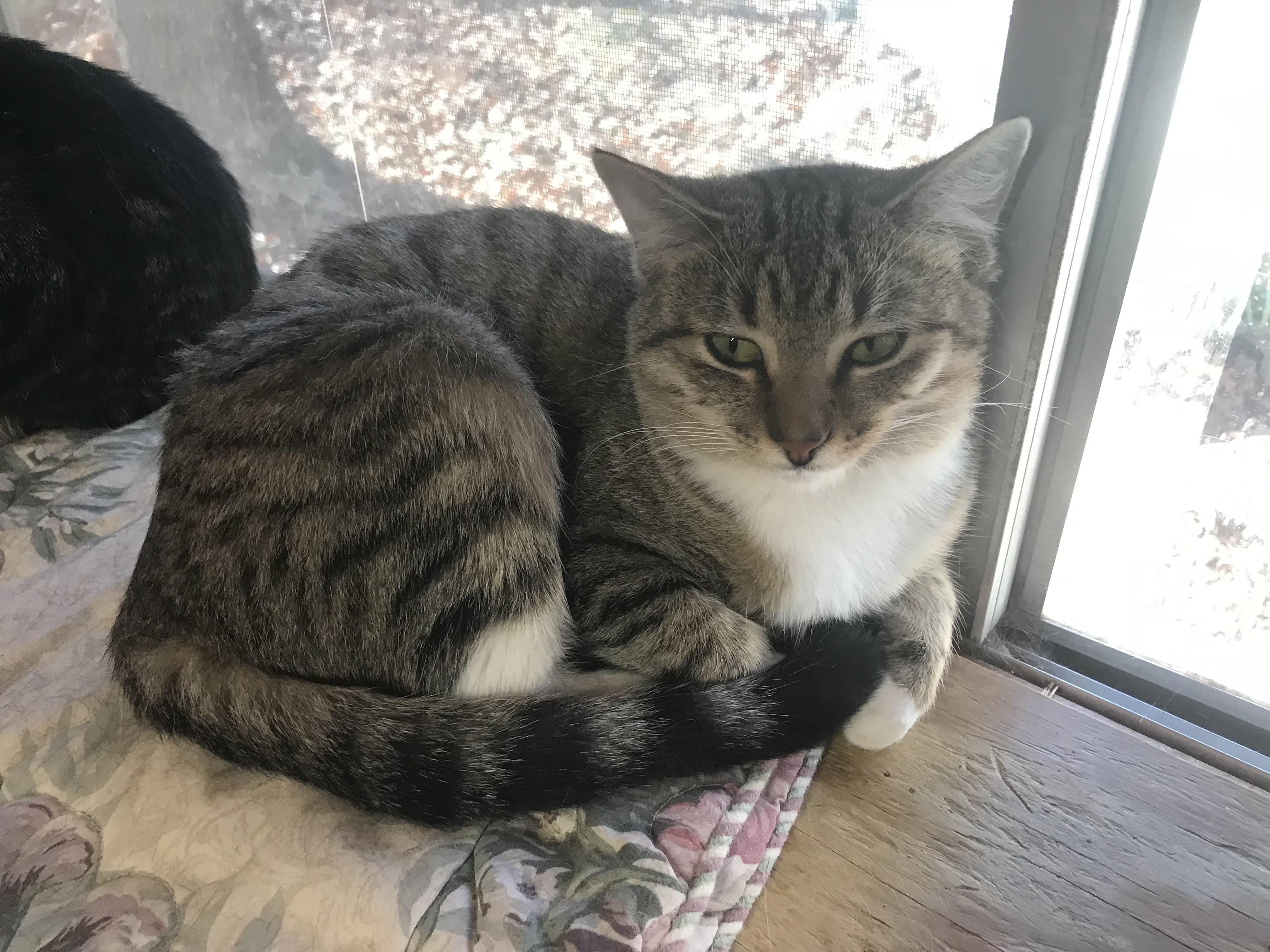 Enlarge Tootsie , a Adoptable American Shorthair in Yellville, AR image 1/1