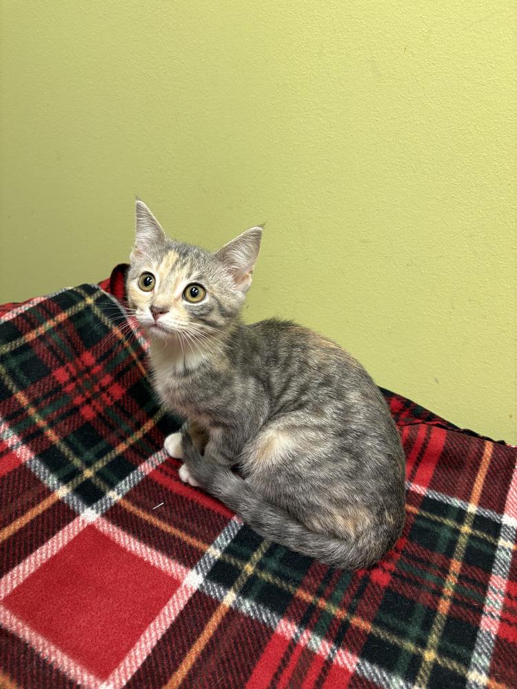 Nermal, Adopted, Kitten Female Domestic Short Hair & Domestic Short Hair.