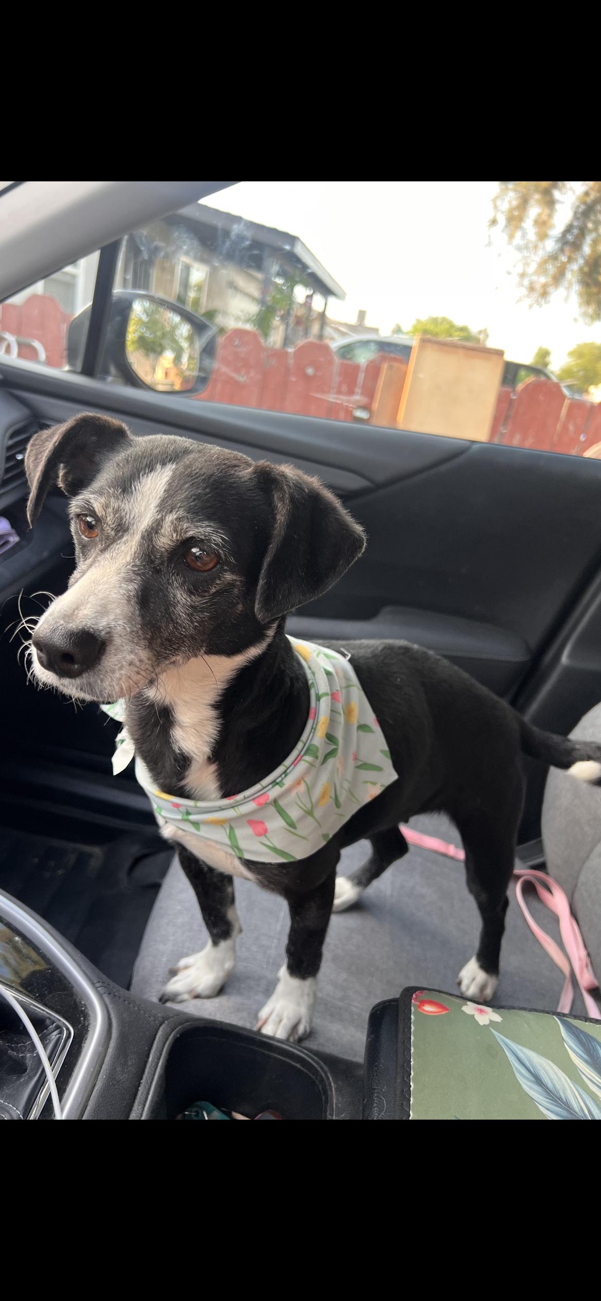 Enlarge Molly, a Adoptable mixed breed in Hamden, CT image 6/6