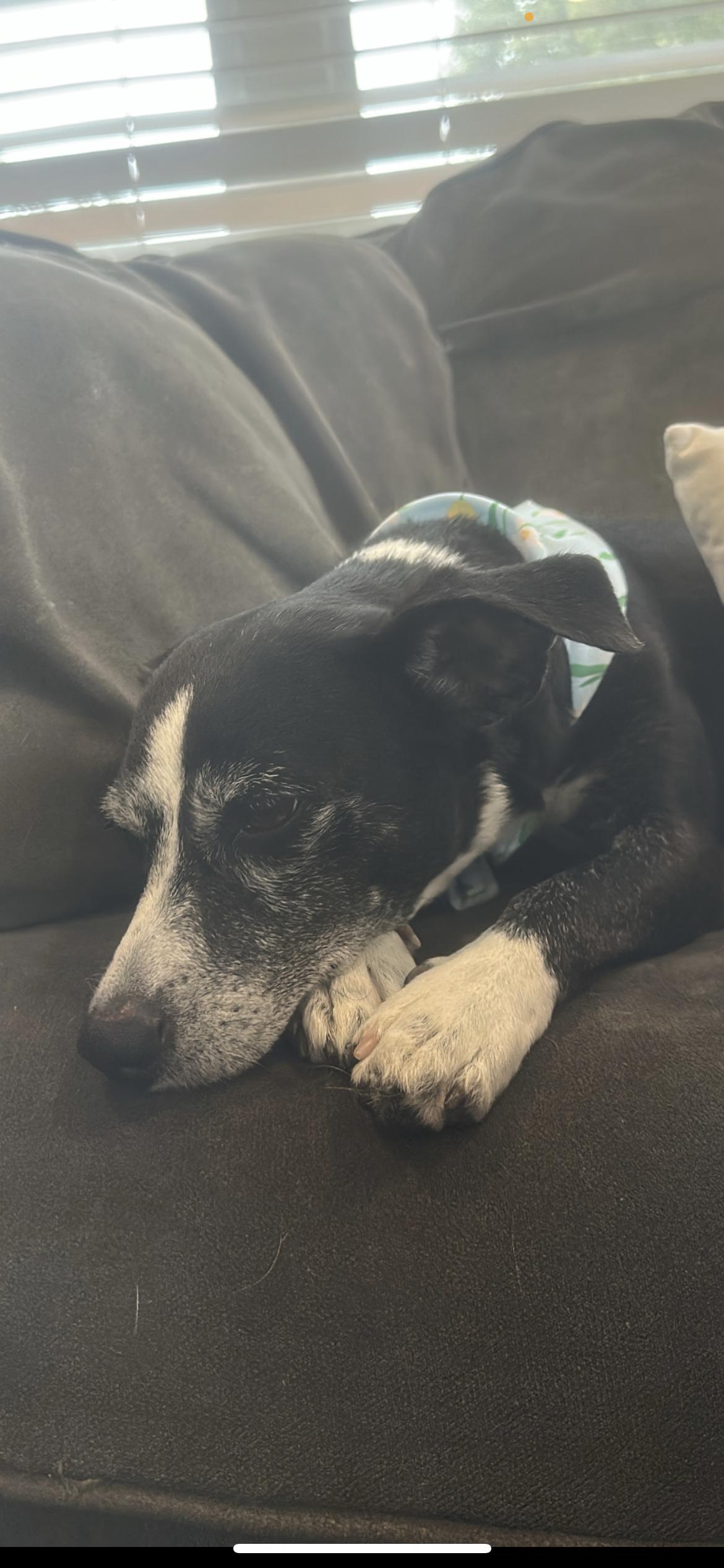 Enlarge Molly, a Adoptable mixed breed in Hamden, CT image 2/6