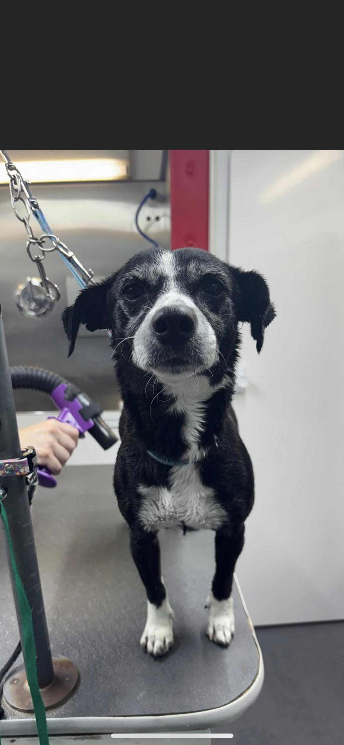 Enlarge Molly, a Adoptable mixed breed in Hamden, CT image 5/6