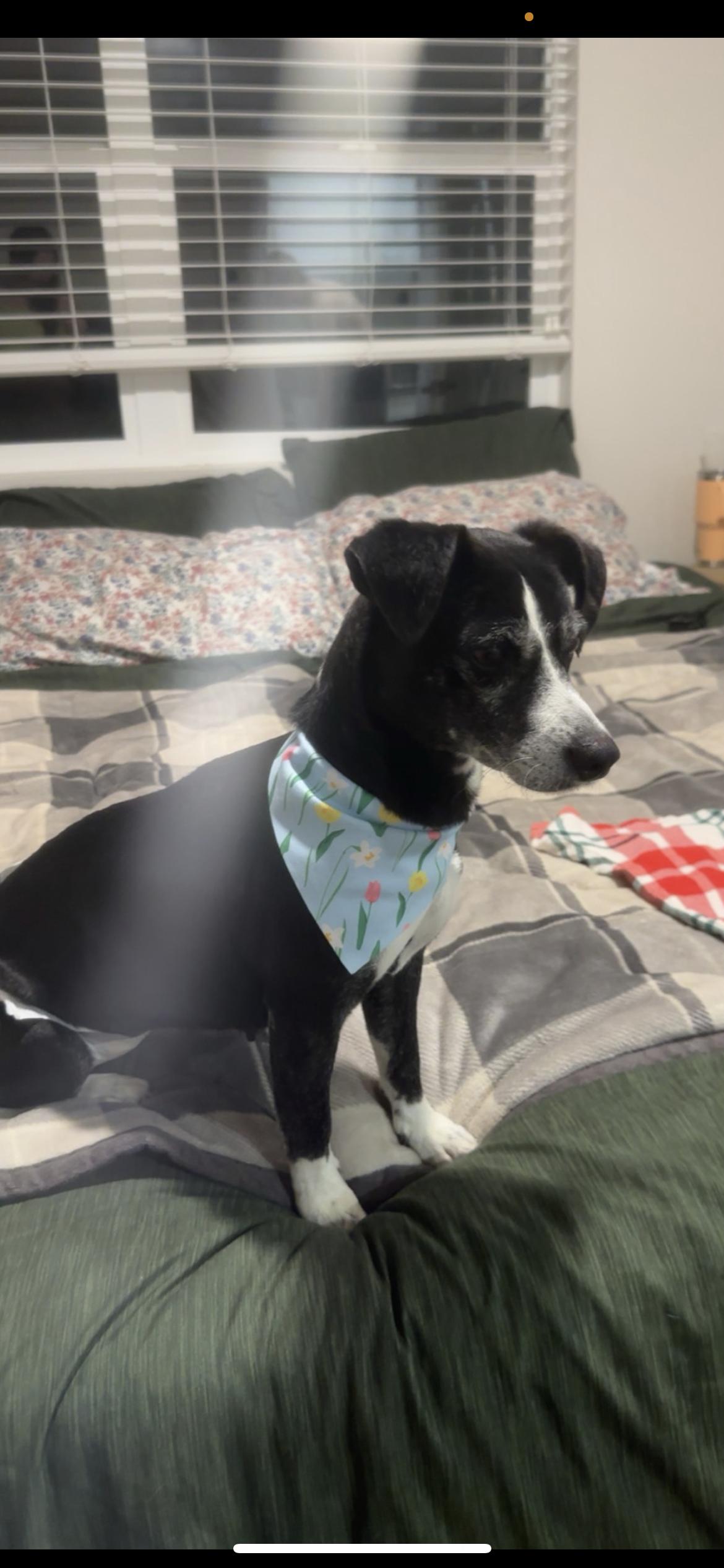 Molly, Adoptable, Adult Female Rat Terrier & Jack Russell Terrier.