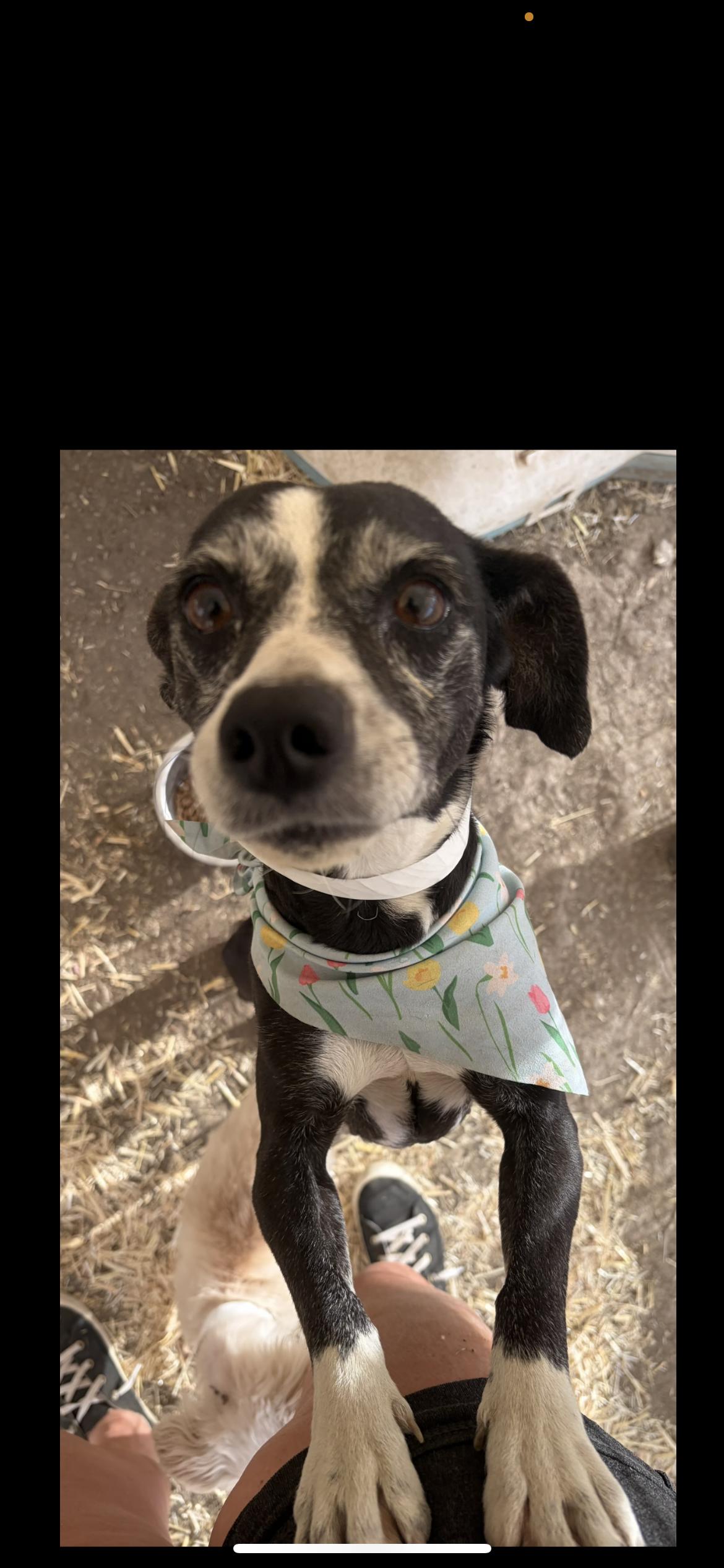 Enlarge Molly, a Adoptable mixed breed in Hamden, CT image 4/6