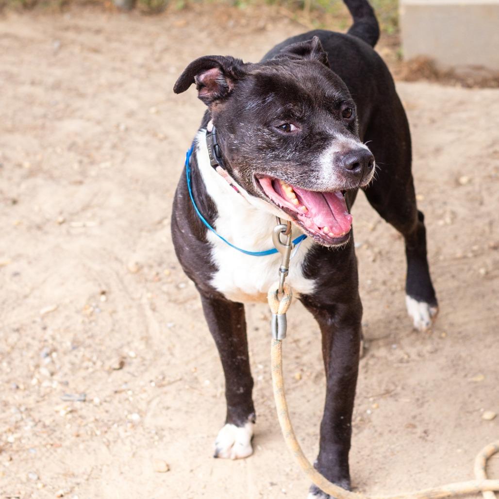 Enlarge Tippy, a Adoptable mixed breed in Hattiesburg, MS image 1/5