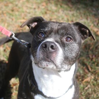 Enlarge Tippy, a Adoptable mixed breed in Hattiesburg, MS image 2/5