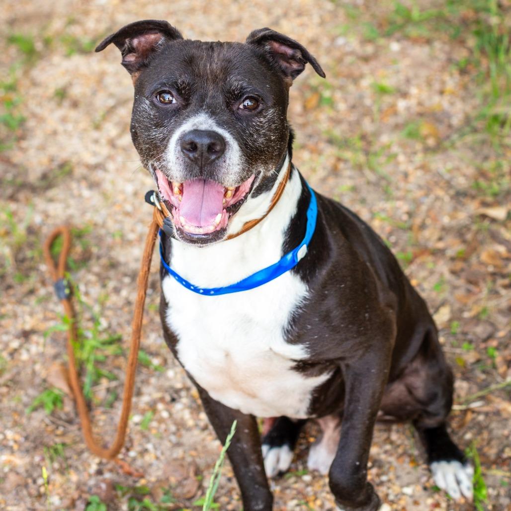 Enlarge Tippy, a Adoptable mixed breed in Hattiesburg, MS image 3/5