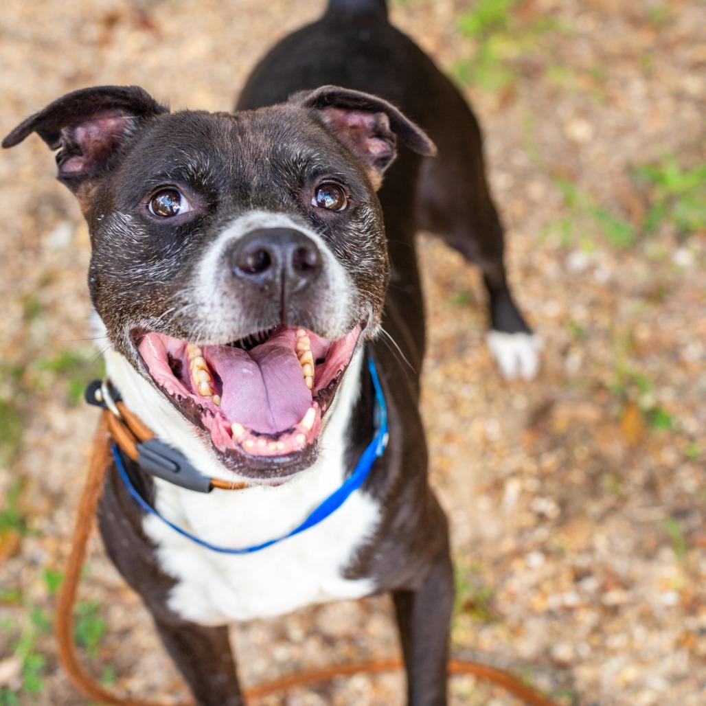 Enlarge Tippy, a Adoptable mixed breed in Hattiesburg, MS image 4/5