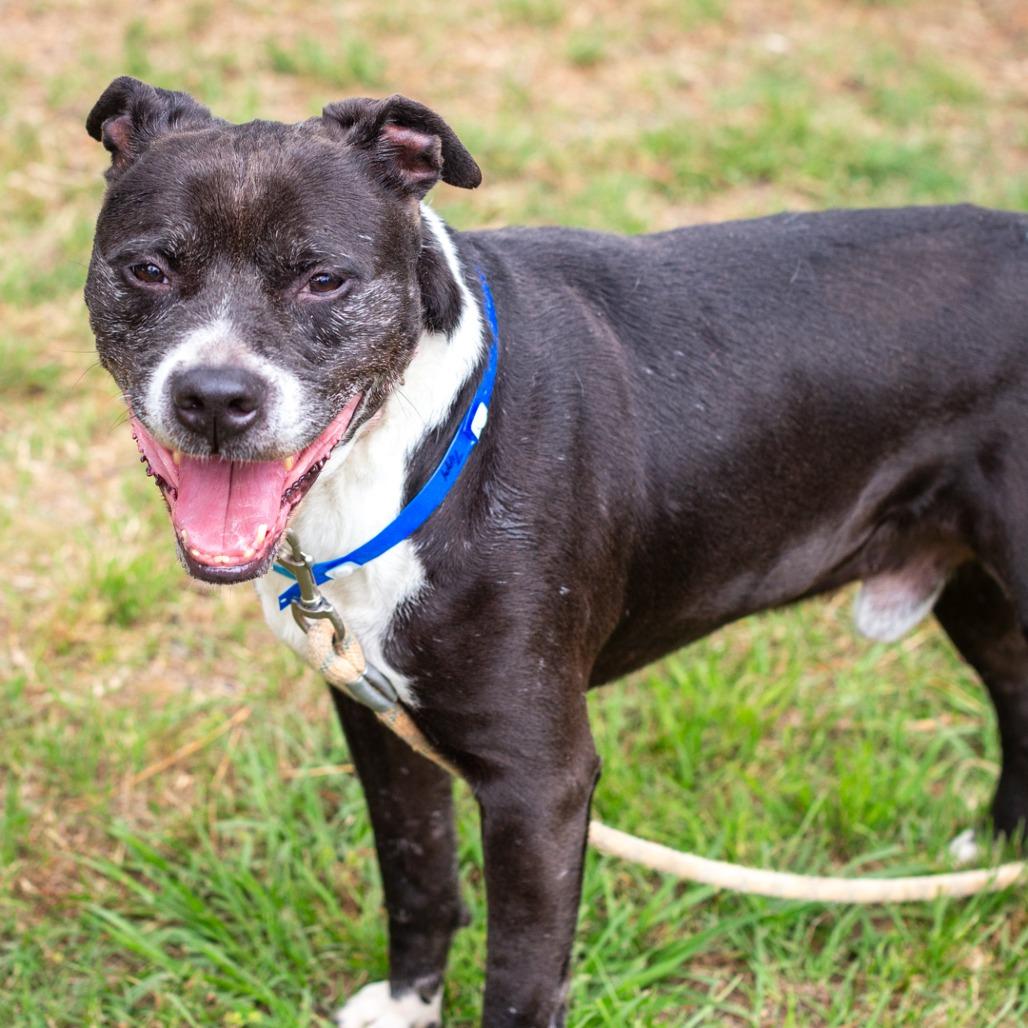 Enlarge Tippy, a Adoptable mixed breed in Hattiesburg, MS image 5/5