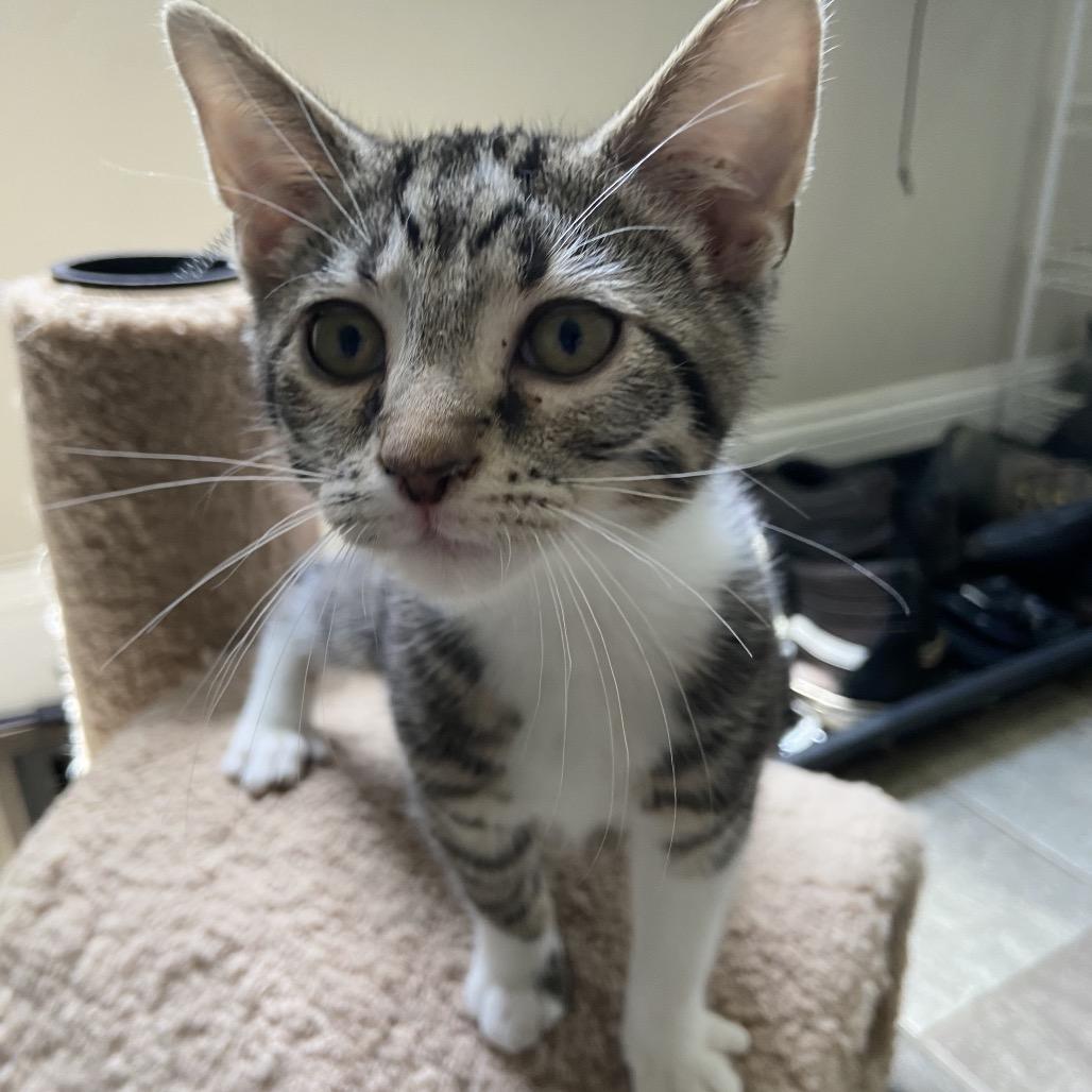 Brisket, Adoptable, Kitten Male Domestic Short Hair.