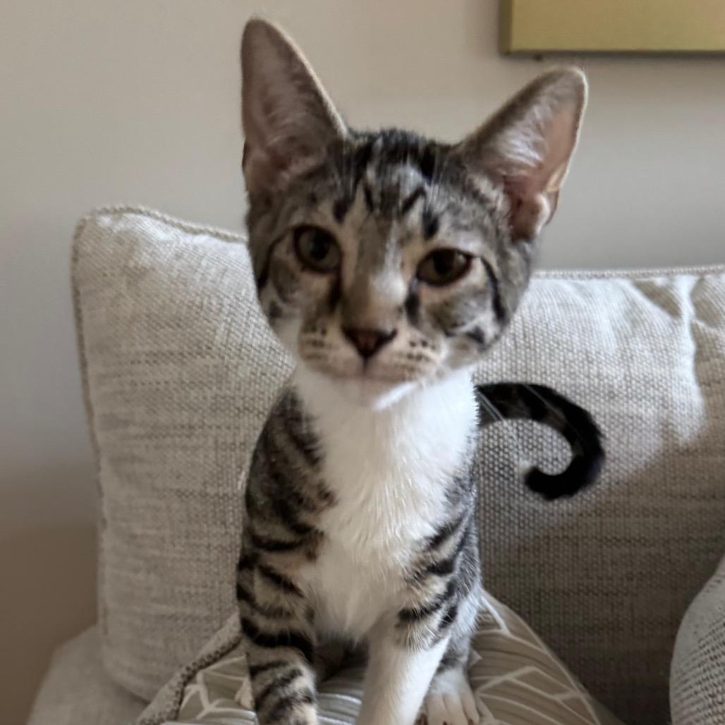 Enlarge Brisket, a Adoptable Domestic Short Hair in La Grange, KY image 3/4