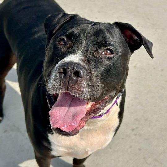 Shade, Adoptable, Adult Male Pit Bull Terrier.