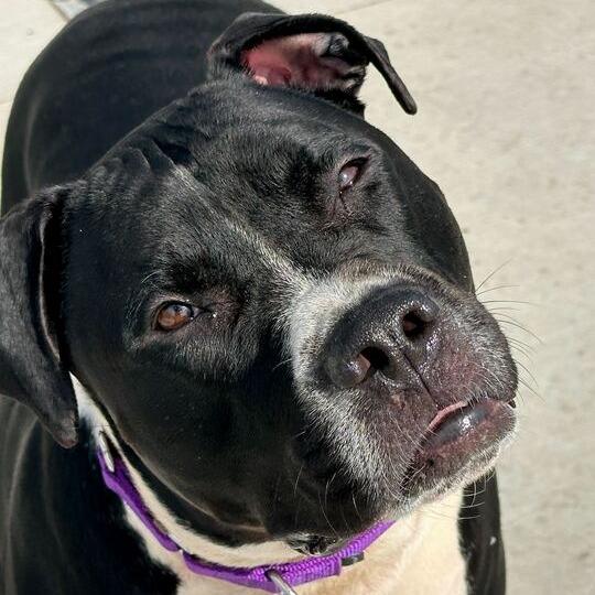 Enlarge Shade, a Adoptable Pit Bull Terrier in Matteson, IL image 2/3