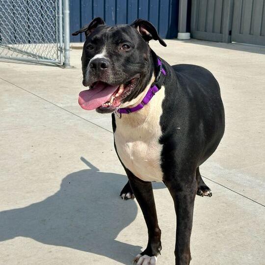 Enlarge Shade, a Adoptable Pit Bull Terrier in Matteson, IL image 3/3