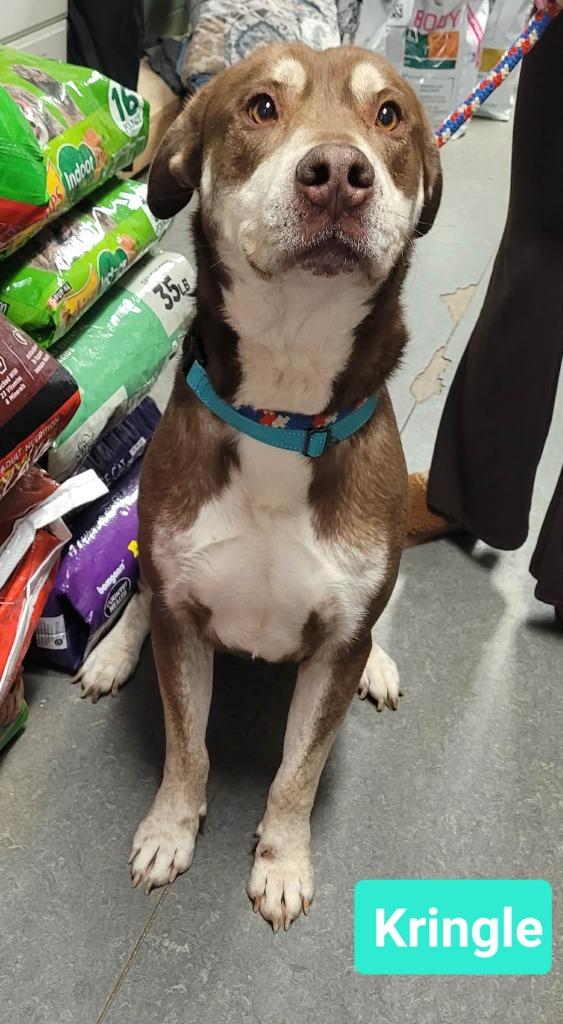 Enlarge Kringle, a Adoptable mixed breed in Richmond, IN image 1/3