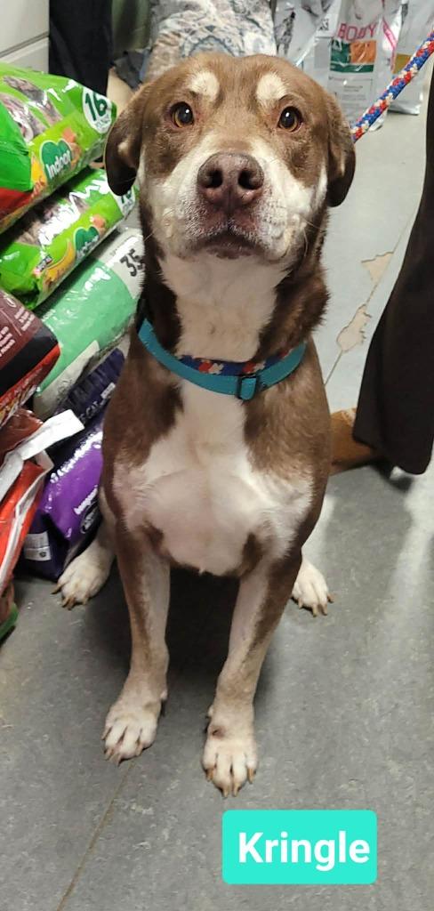 Enlarge Kringle, a Adoptable mixed breed in Richmond, IN image 2/3